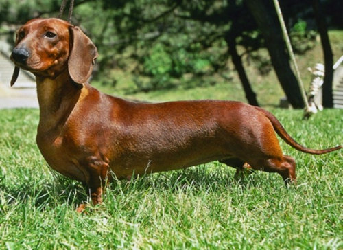 犬種は100年でこう変わった04