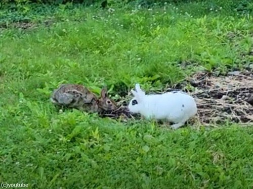 ペットのウサギと野生のウサギ