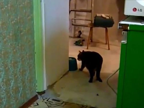 電話が鳴るとケータイを持ってくる猫01