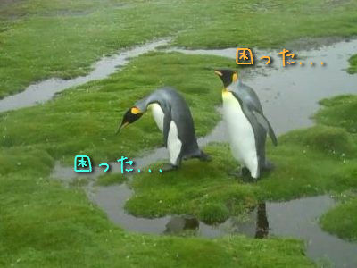 陸は苦手のペンギン