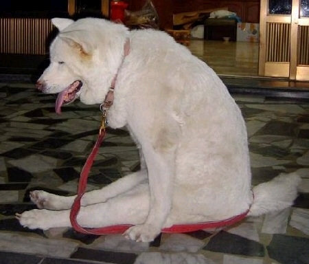 すごいポーズ05