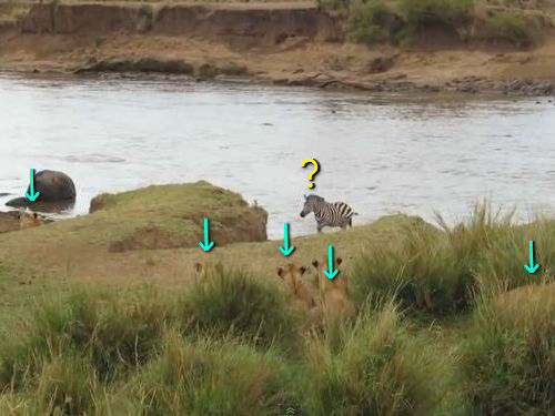 シマウマがあぶない!00