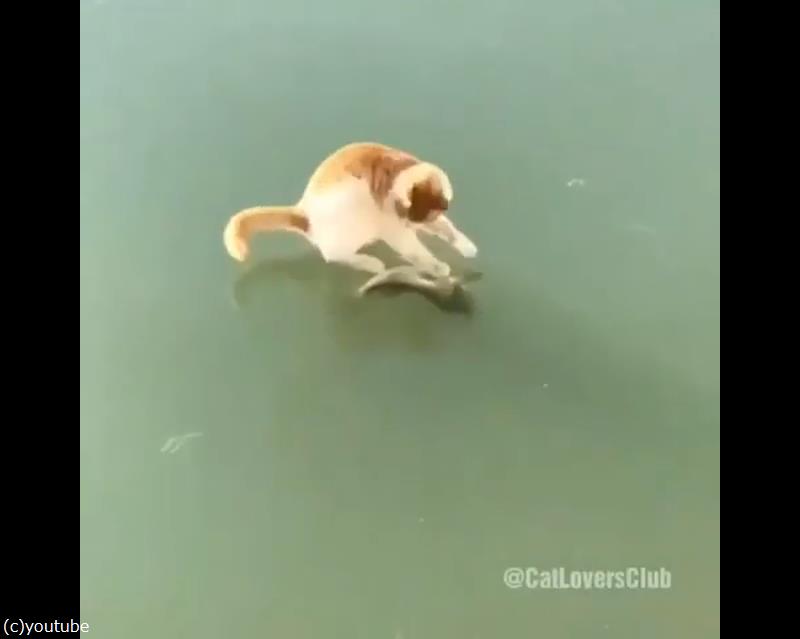 猫 ニャンで魚とれないの 氷の上で荒ぶる 動画 らばq 猫 ニャンで魚とれないの 氷の上で荒ぶる 動画 らばq