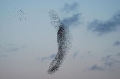 デンマークの空には巨大な「黒い太陽」が昇る05