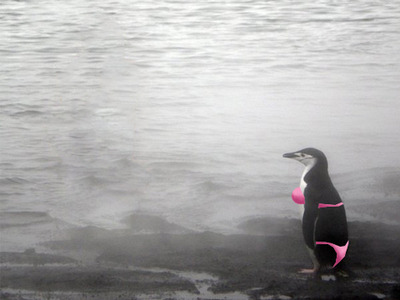 ペンギンガール05