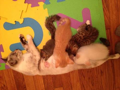 071つだけほかと違う・まちがいさがし