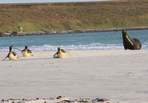 アシカから逃げるペンギン01