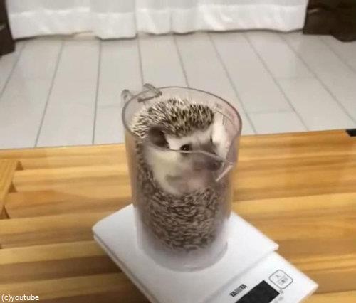 ハリネズミの体重03