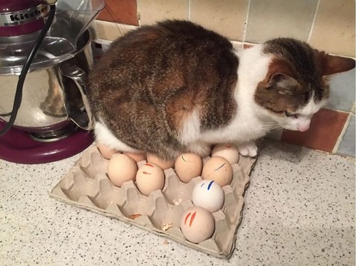 猫に敗北した人々07