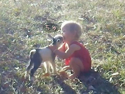 子ヤギと幼女03