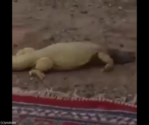 トカゲが走ってくる理由05