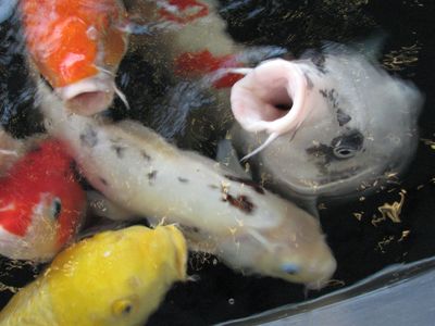 鯉