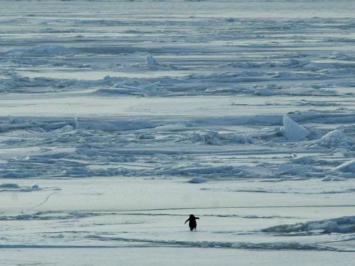 �ڥ󥮥�ҤȤ�02