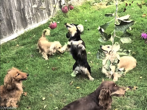 û­ǥ󥴤ڤķӤĤȤåեɤ