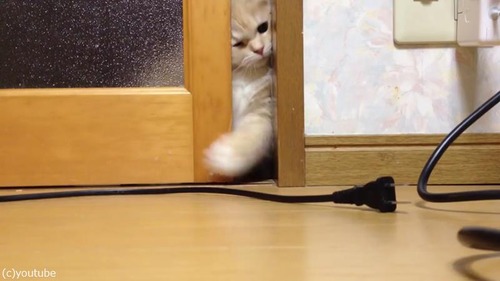 ドアを開けて欲しい猫01