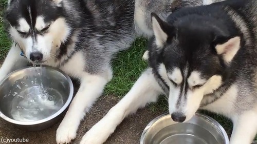 ハスキー、新しい遊びに目覚める05