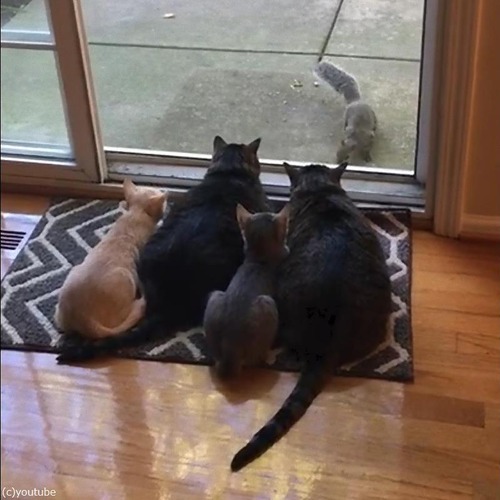 リスが気になる猫ファミリー02