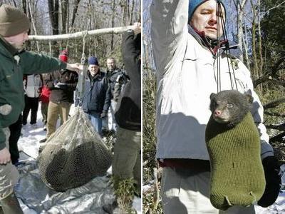 子グマが罠にかかってたTOP