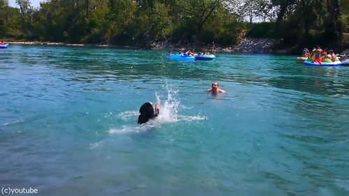 豪快に泳ぎを教えてくれる犬02