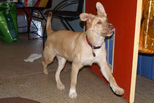 子犬を拾った22