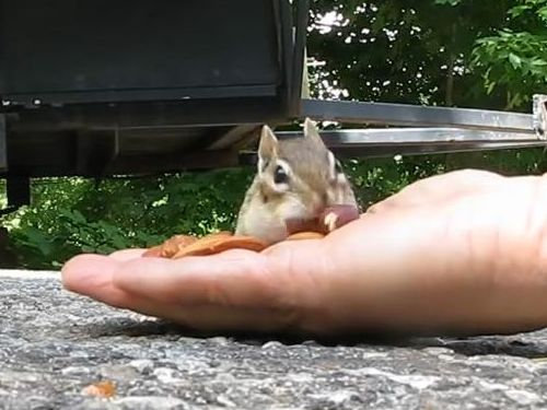 リスとアーモンド02