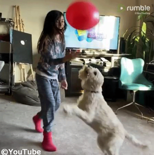 �Х롼��ͷ�Ӥ�ڤ���Ҥɤ�&�������03