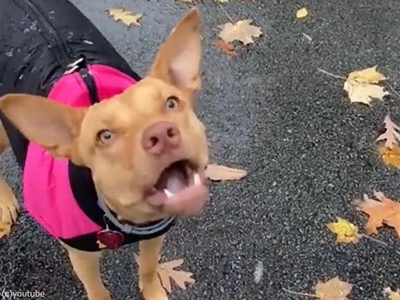 初めて雪が降ってくるのを見た犬 混乱する ナニコレ 動画 らばq 初めて雪が降ってくるのを見た犬 混乱する ナニコレ 動画 らばq