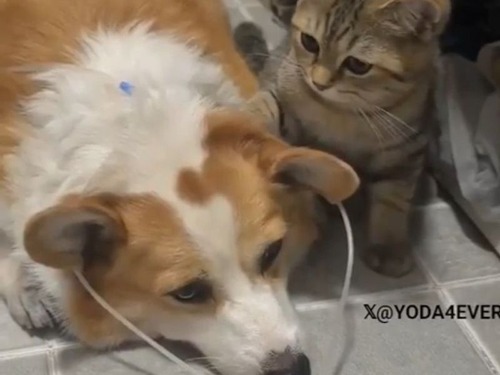 「犬が病気になったら、猫がそばから離れなくなった…」