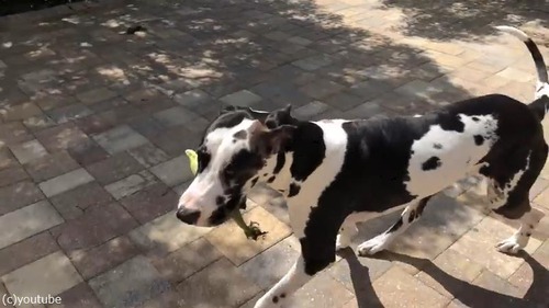 荷物運びを手伝ってくれるグレートデーン05