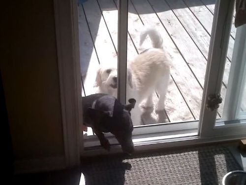 犬の自動ドアをDIY05