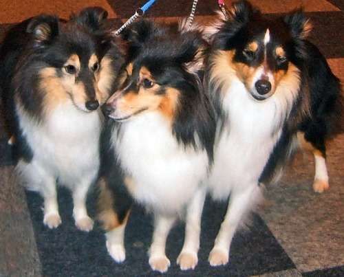 Shetland Sheepdog