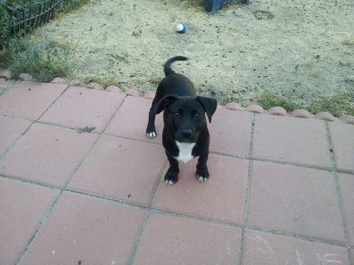 犬がやって来た時の子供のリアクション02