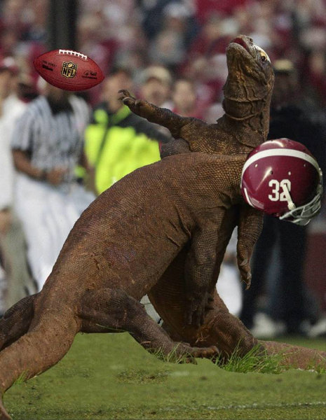 コモドドラゴンのケンカ11