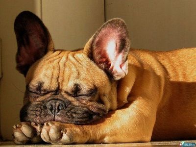 寝てる犬11
