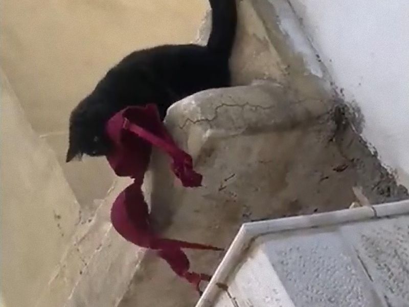 うちの猫が下着泥棒だと知ってしまったとき 現場を激写される 動画 らばq うちの猫が下着泥棒だと知ってしまったとき 現場を激写される 動画 らばq