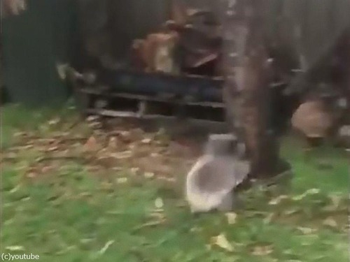 ��ʳ�����֤���󥳥���04