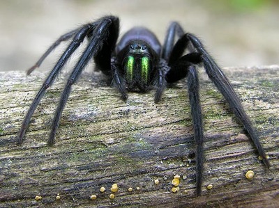 蛍光色のクモ01