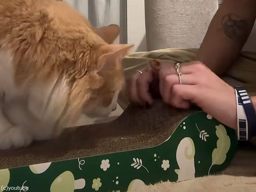猫が見向きもしなかった「爪とぎおもちゃ」飼い主が実践したら…使ってくれた！（動画）