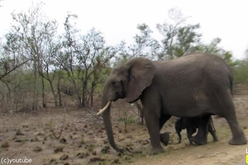 赤ちゃんゾウを守る母親ゾウ10