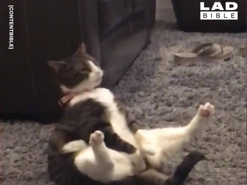 �ӤŤ���������ǭ�Υݡ������˥��Ȥ�����ʤ�00