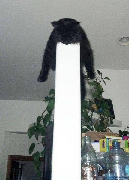 どこでも眠る猫02