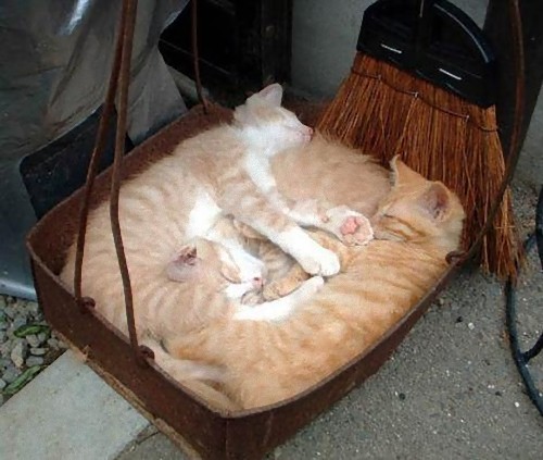 疲れ果てた犬と猫09