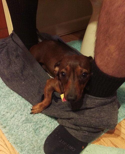 距離感が近い犬たち12