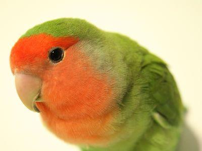 オウム