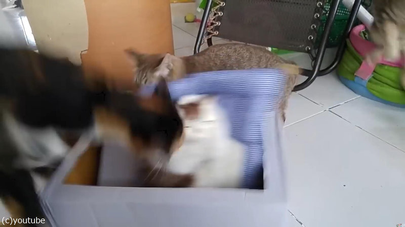 ある理由 によってネコのぬいぐるみに驚く猫たち 動画 らばq ある理由 によってネコのぬいぐるみに驚く猫たち 動画 らばq