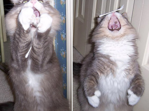 猫の綿棒キャッチ07