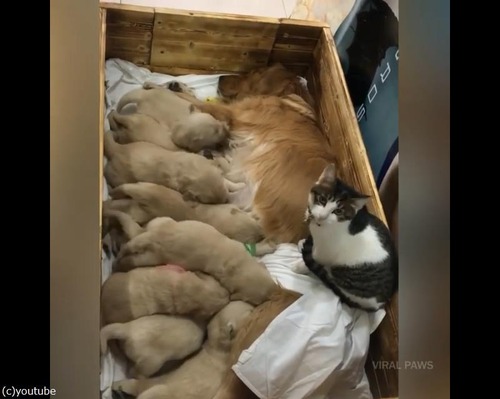 猫ベビーシッター01