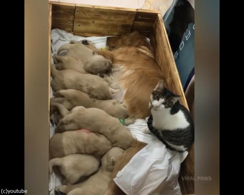 どちらもかわいい 猫のベビーシッターが犬の赤ちゃんたちを見守る 動画 らばq