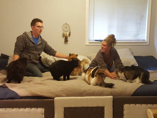 5匹の猫と2匹の犬03