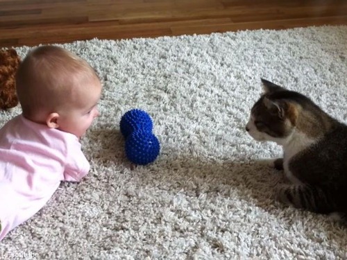 赤ちゃんと猫が話し合っている